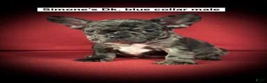 AKC Simone's Dk. Blue Collar Male