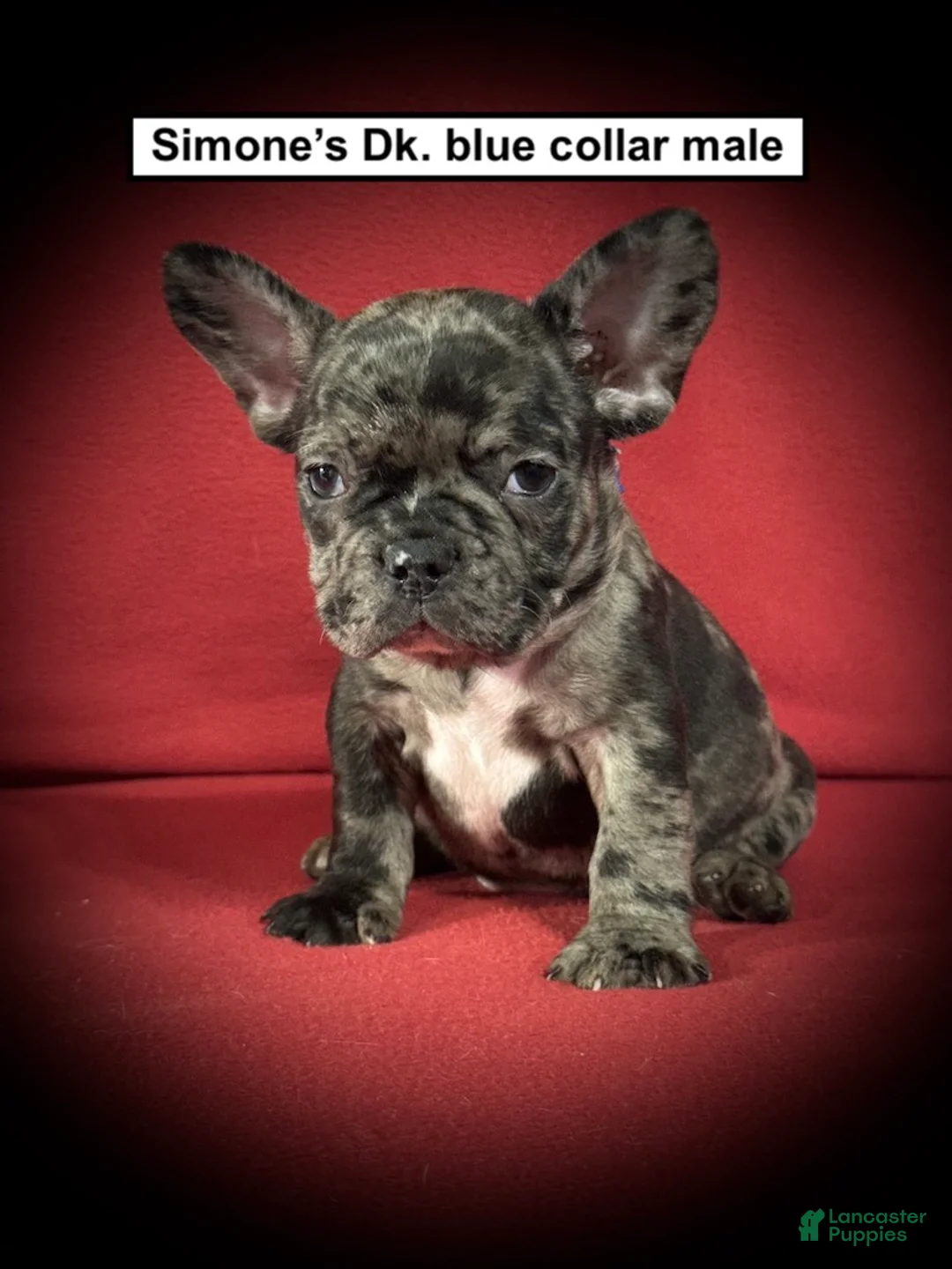 French Bulldog dogs for sale: AKC Simone's Dk. Blue Collar Male - Ad 1