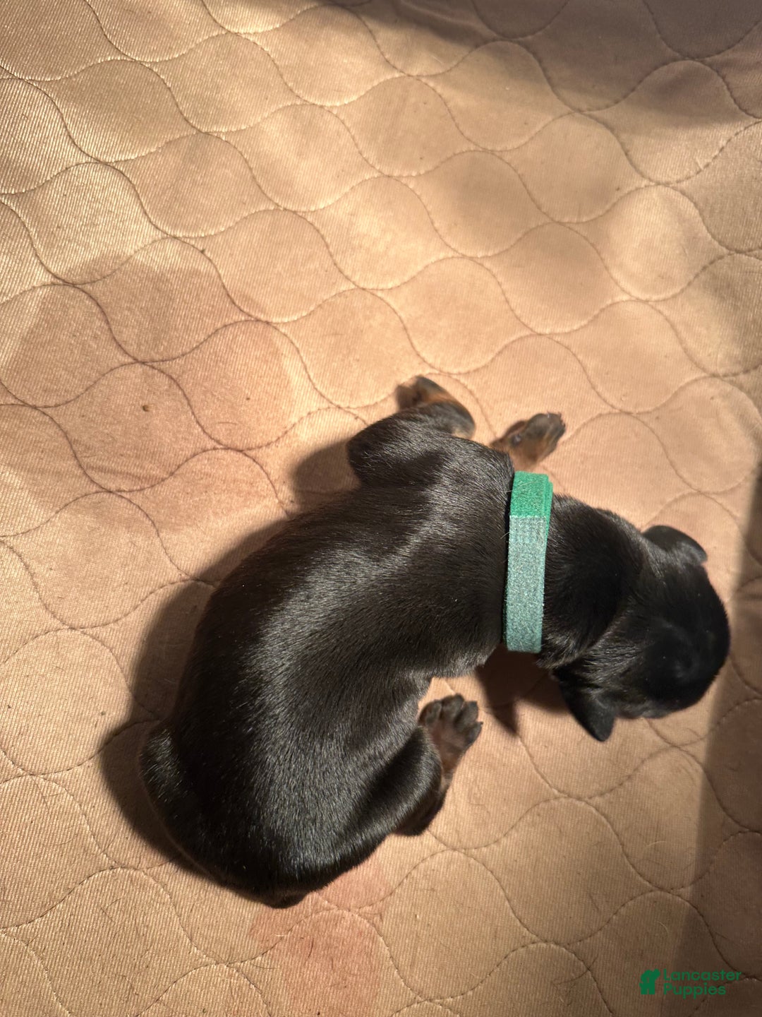 Doberman Pinscher dogs for sale: Doberman Pinscher Puppy 6 - Ad 7