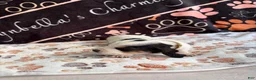 Basset Hound dogs for sale: Basset Hound 5 - Ad 4
