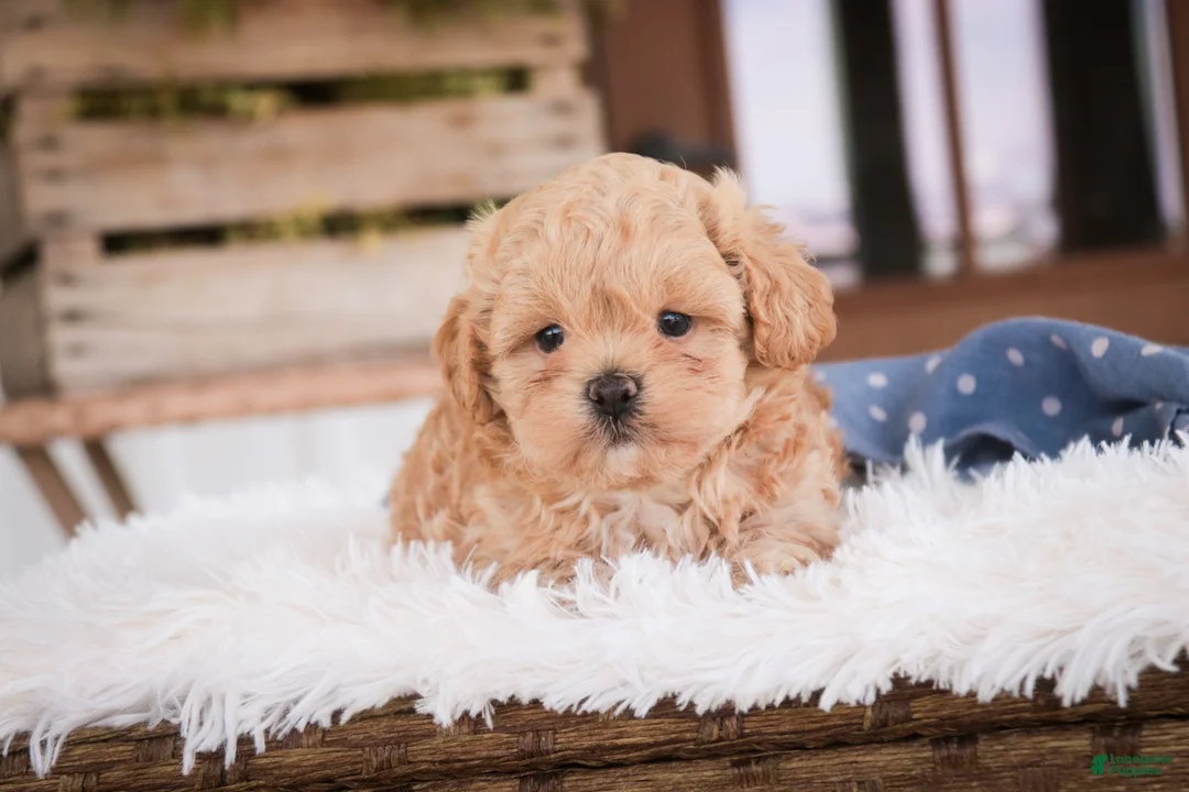 Shihpoo dogs for sale: Crockett - Ad 2