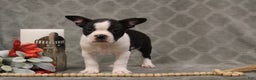 Boston Terrier dogs for sale: Chance - Ad 3