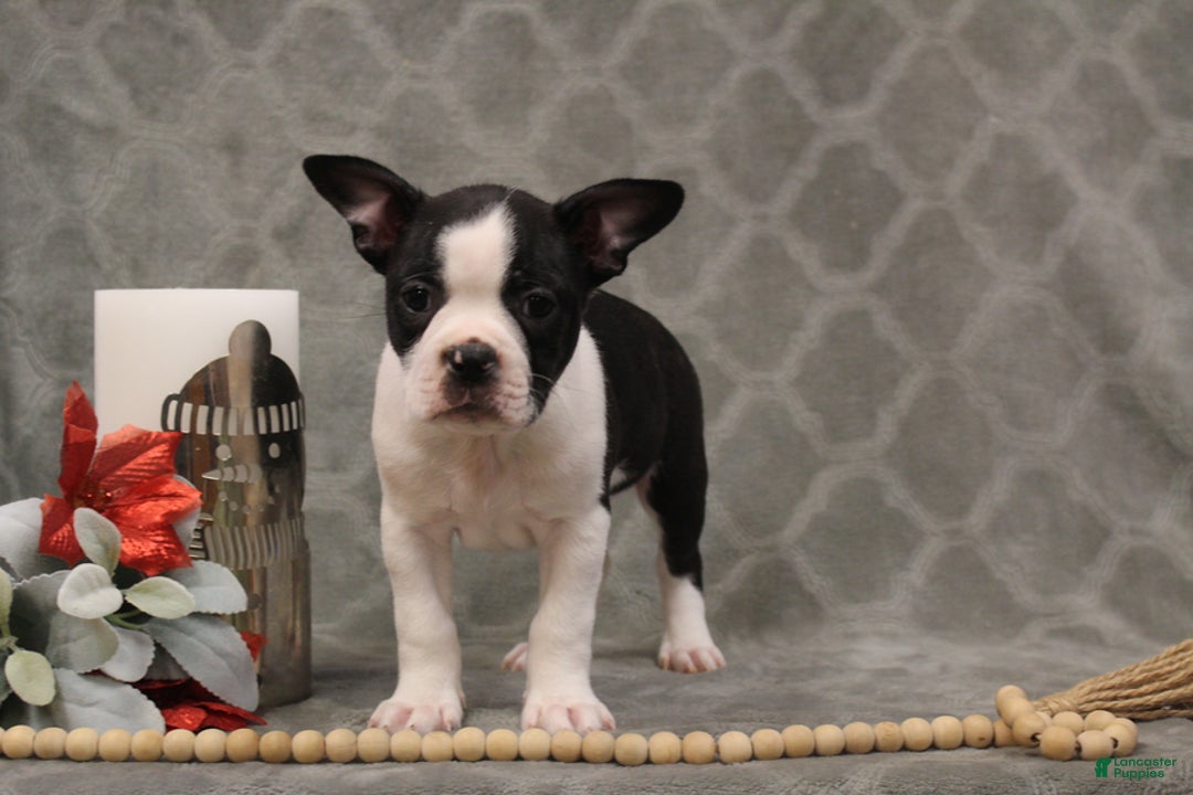 Boston Terrier dogs for sale: Chance - Ad 3