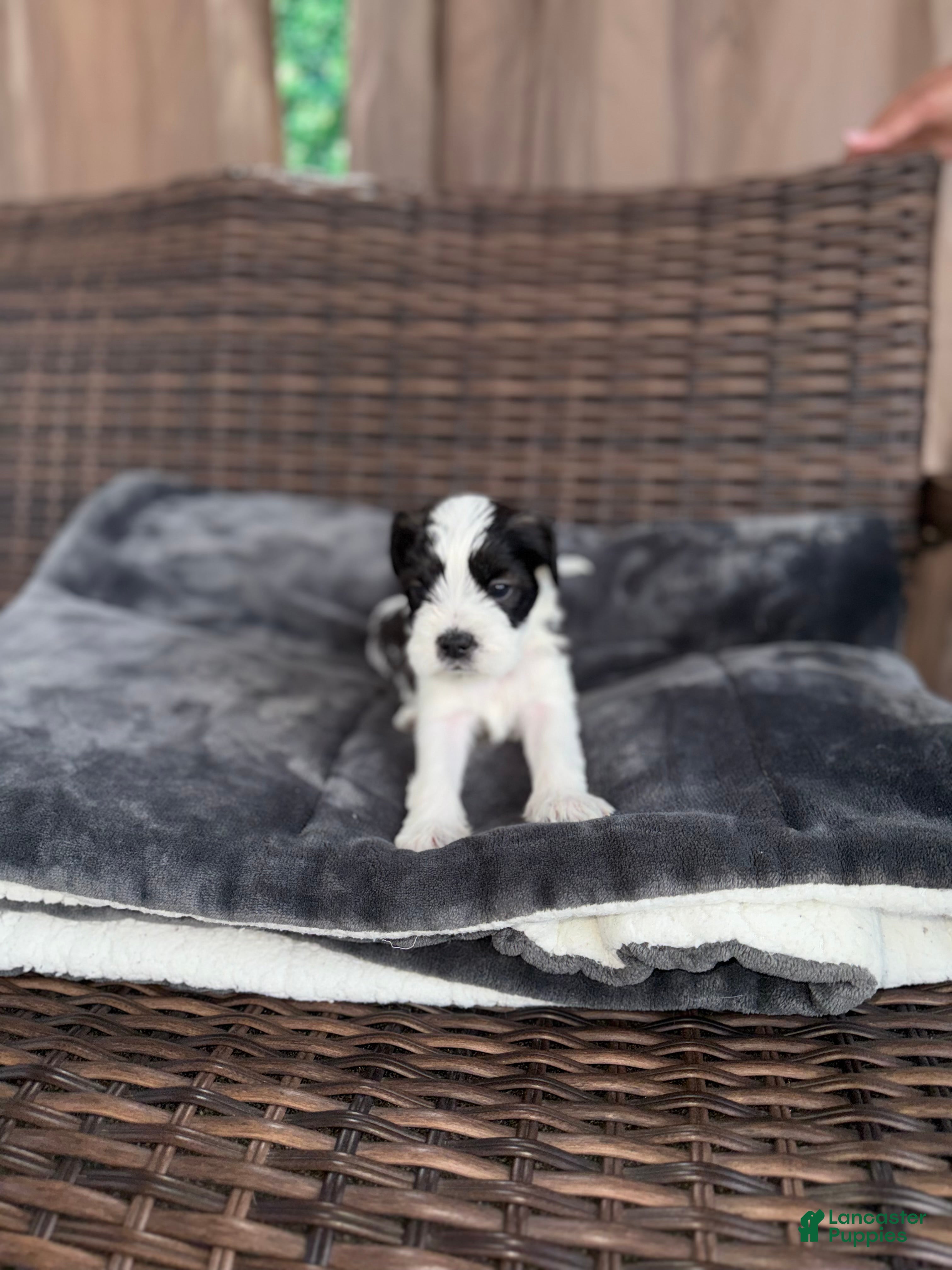 Mixed Breed dogs for sale: Oliver - Ad 4