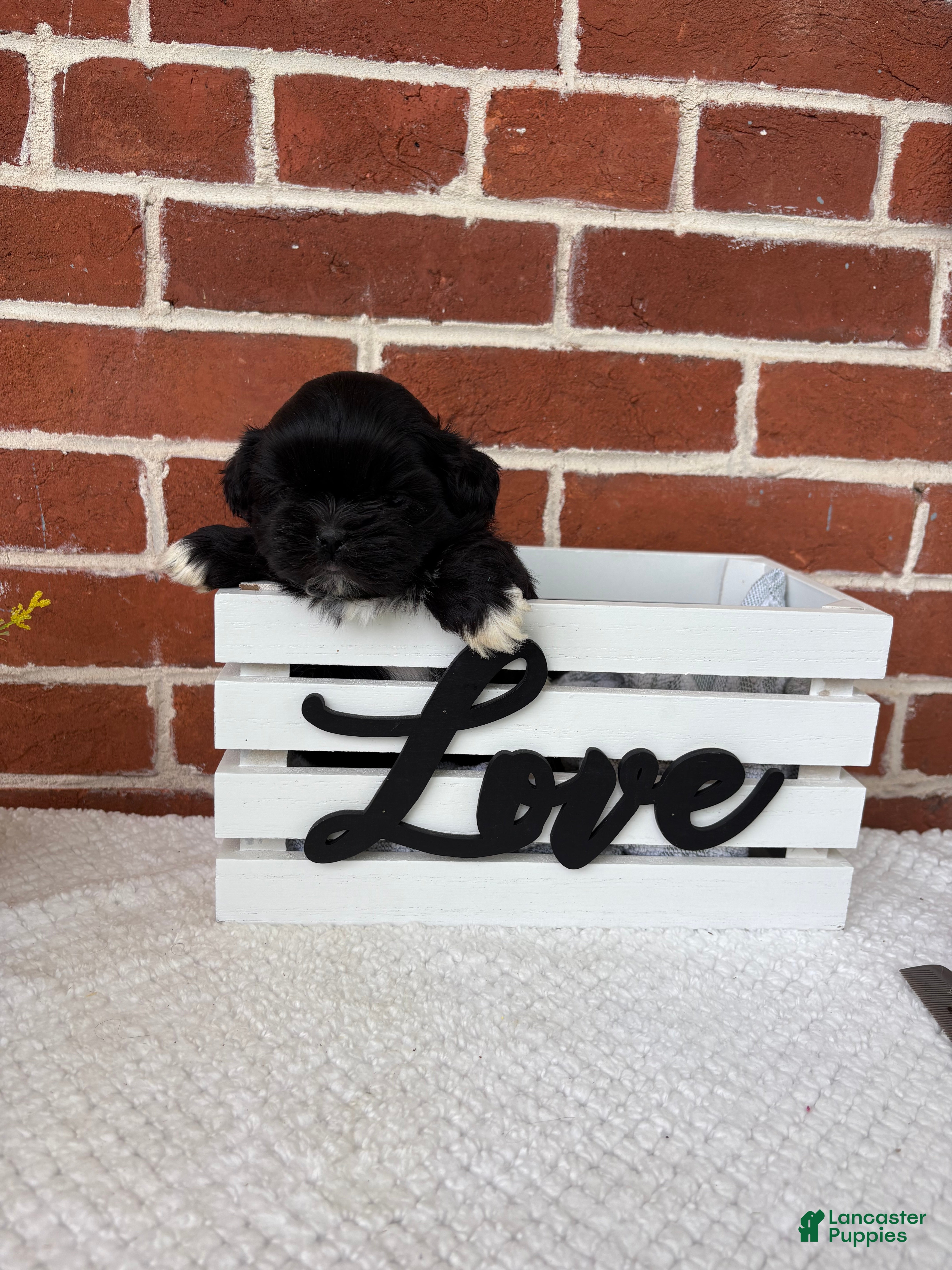 Shih Tzu dogs for sale: Leo - Ad 5