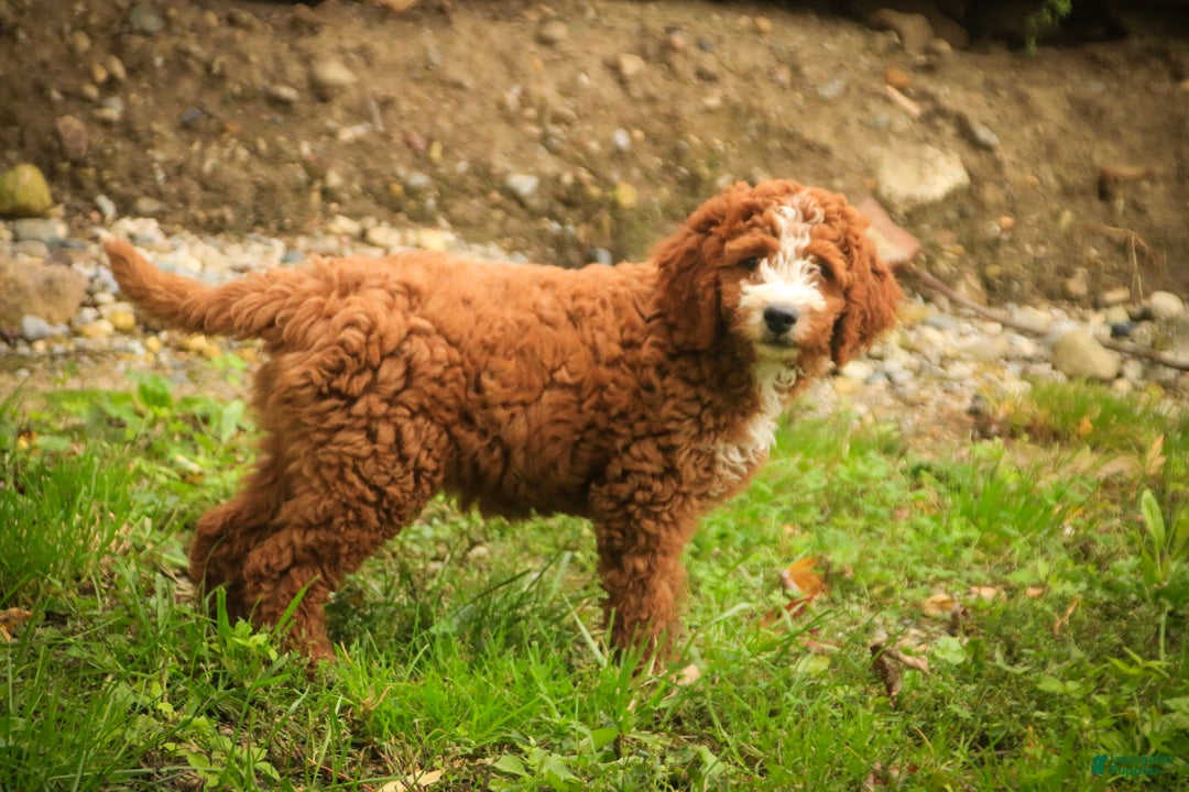 Cavapoo dogs Blaise Cavapoo  - Ad 2