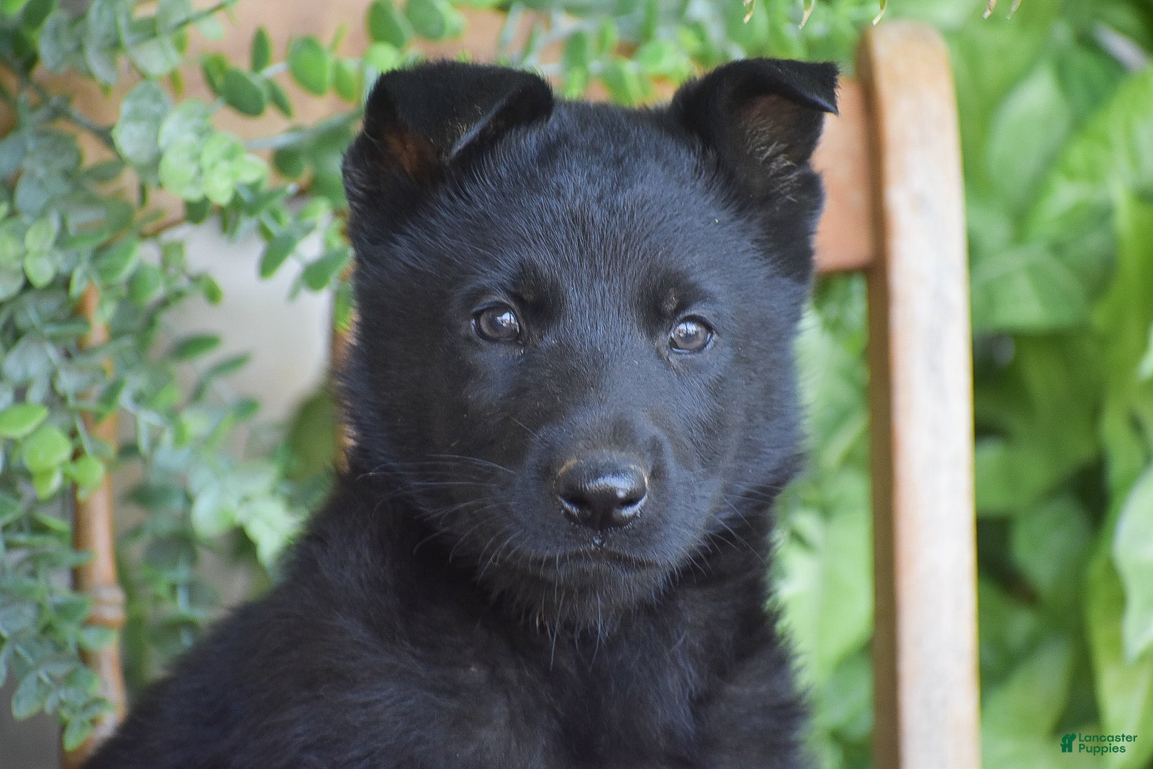 German Shepherd dogs Matt - Ad 2