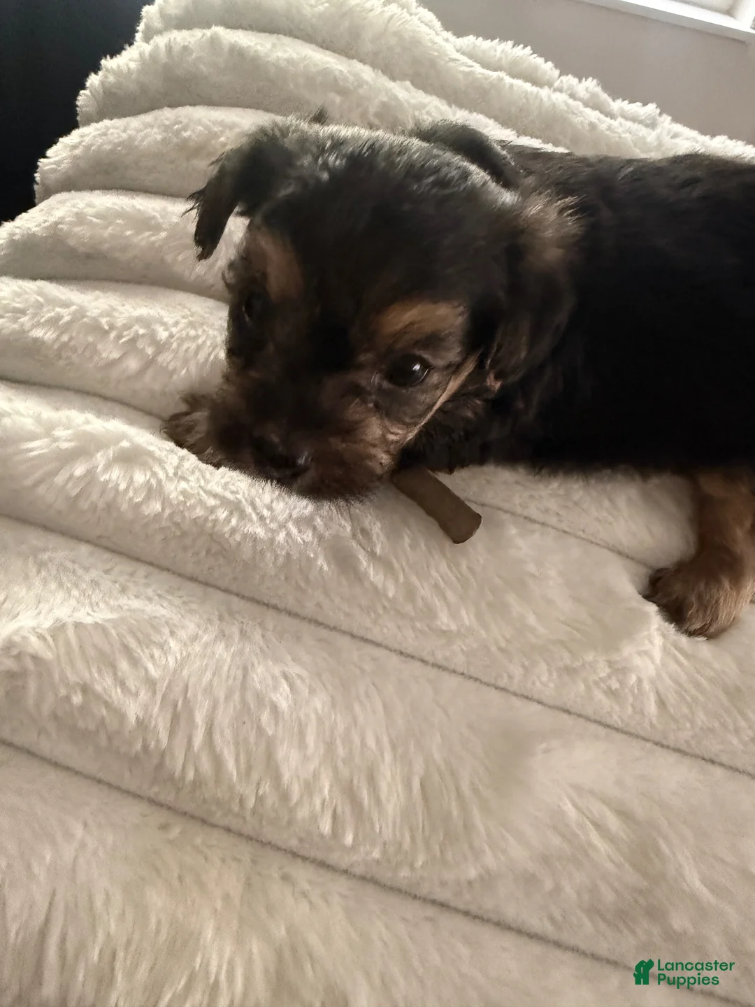 Yorkiepoo dogs for sale: Yorkiepoo 1 - Ad 2
