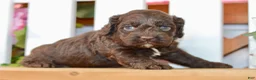 Cockapoo dogs for sale: Claire - Ad 7