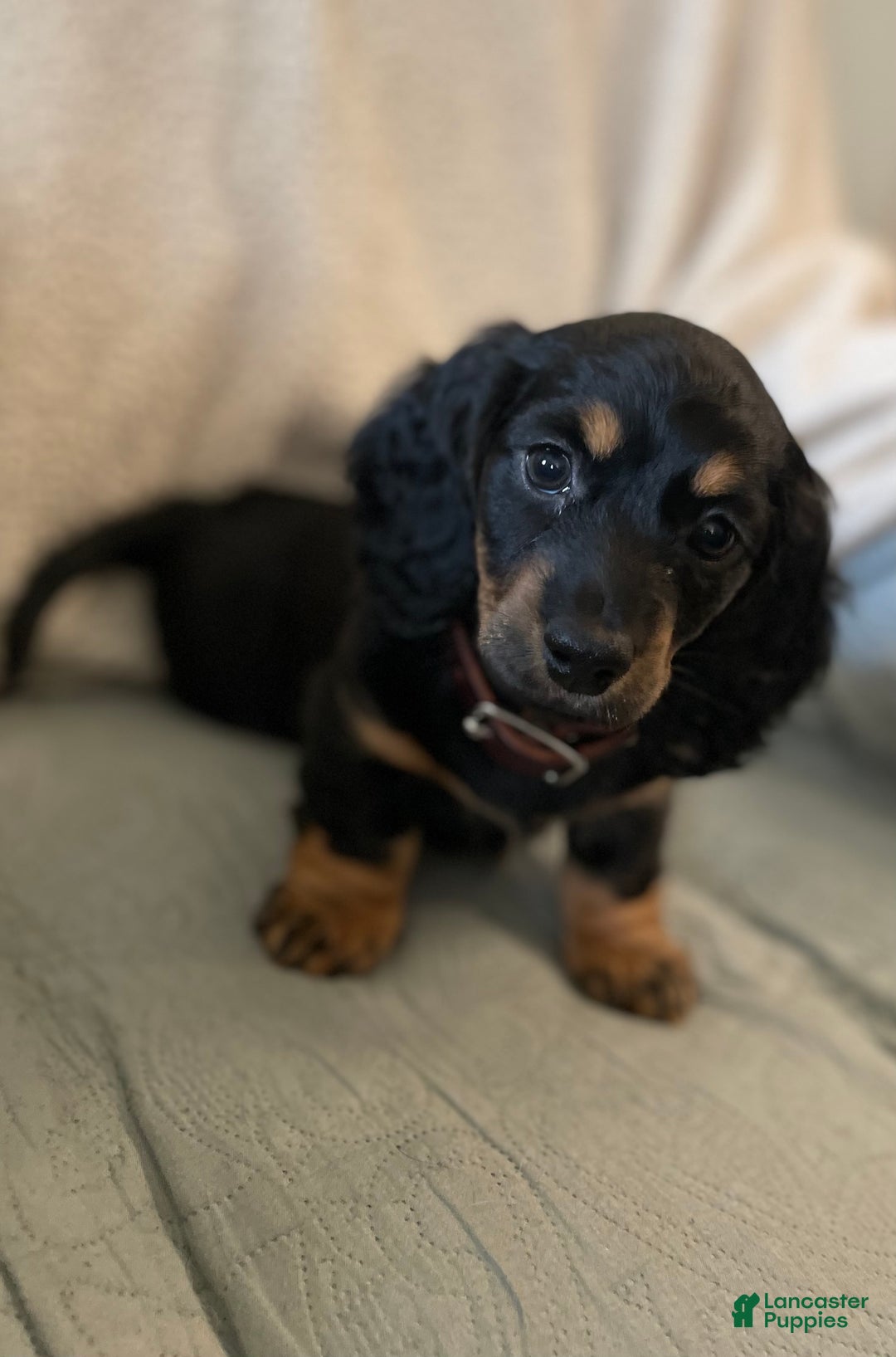 Miniature Dachshund dogs for sale: Millie - Ad 9