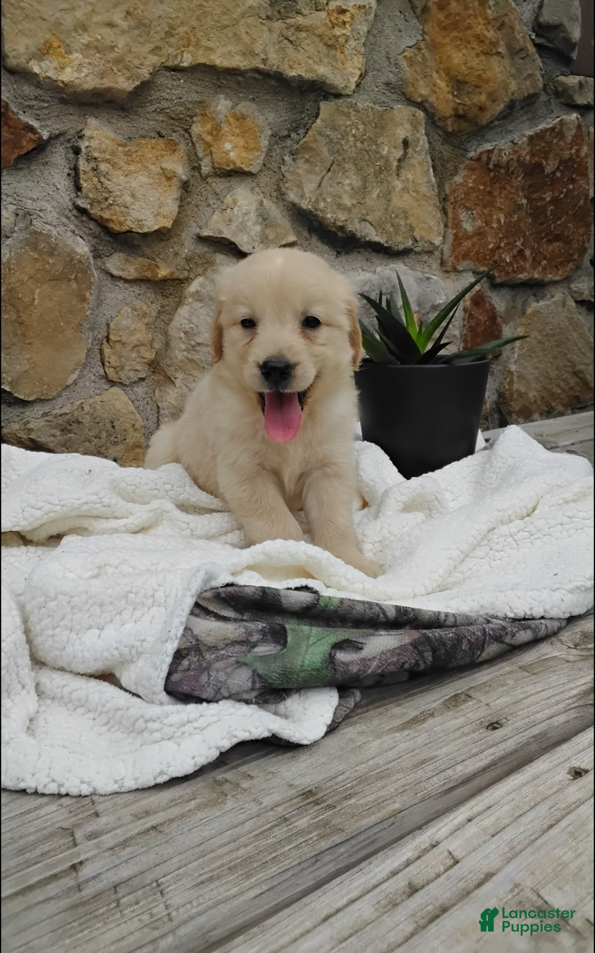 Golden Retriever dogs Rubble - Ad 1