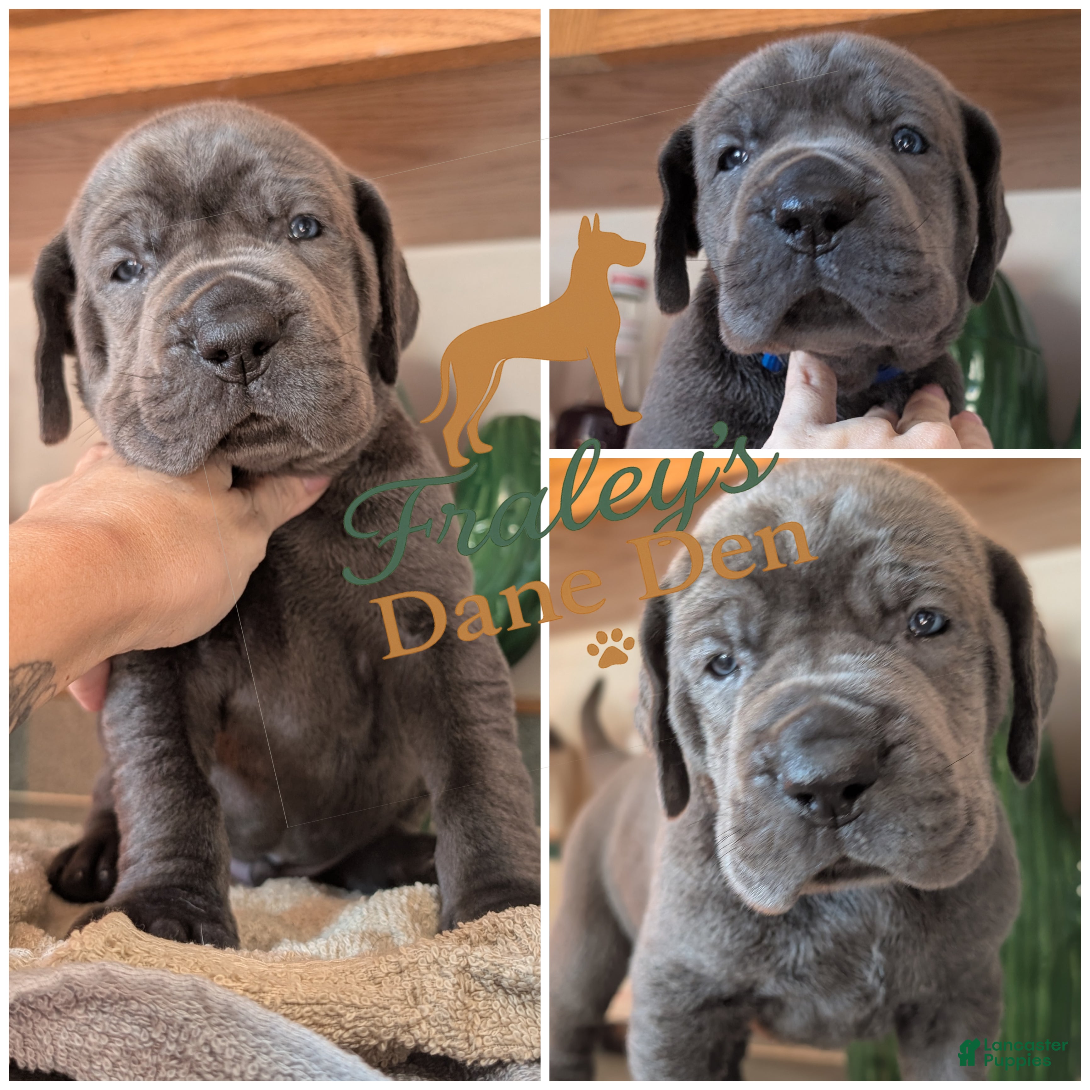 Great Dane dogs Astro - Ad 25