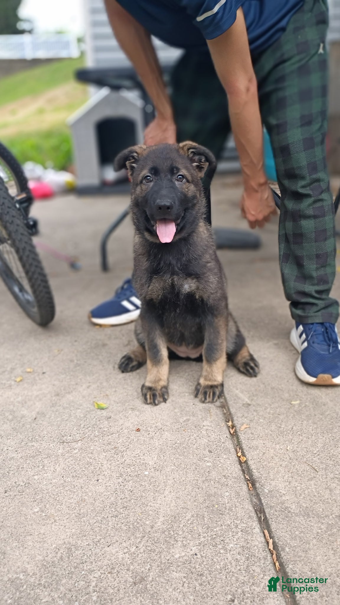 German Shepherd dogs AKC German Shepherd Puppy 1 - Ad 1