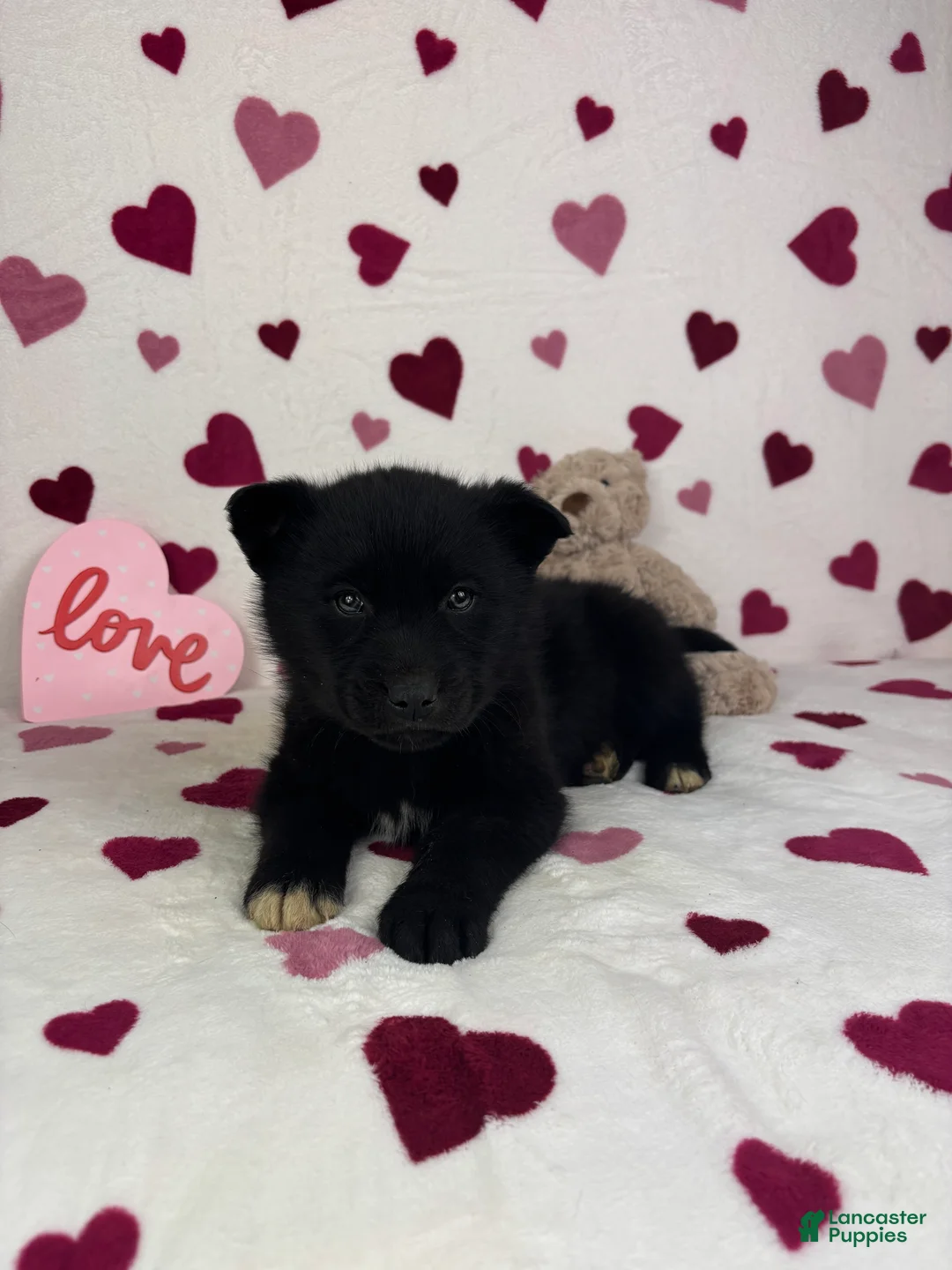 Mixed Breed dogs for sale: Callen - Ad 3