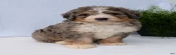 Mini Bernedoodle dogs for sale: Mini Baker  - Ad 30