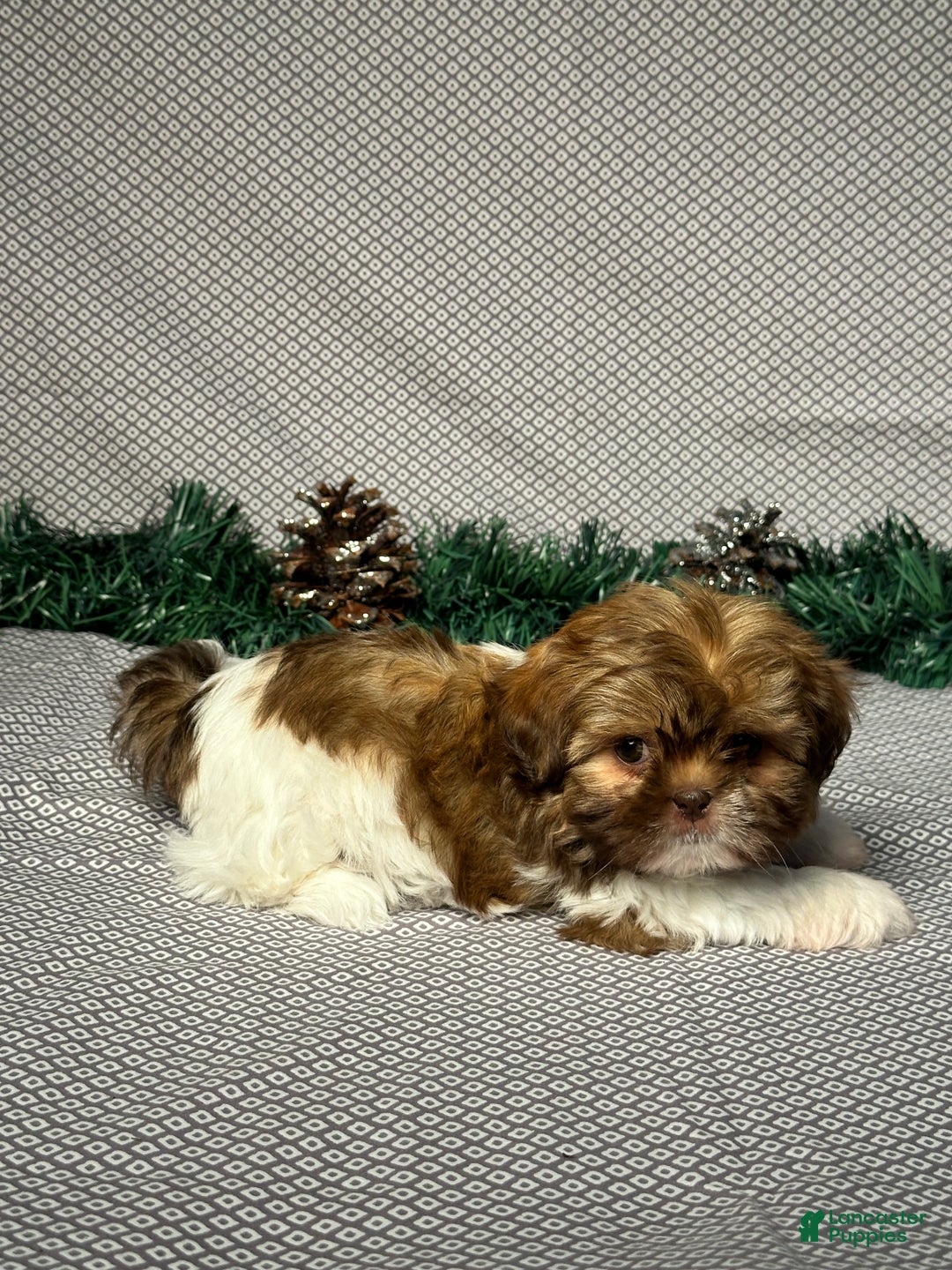 Shih Tzu dogs for sale: Zoey - Ad 6