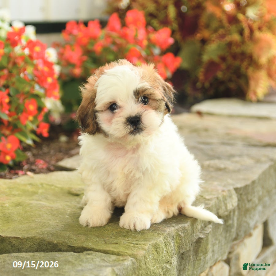Teddy Bear dogs Jamie - Ad 2