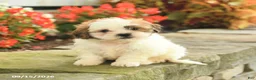 Teddy Bear dogs for sale: Jamie - Ad 2
