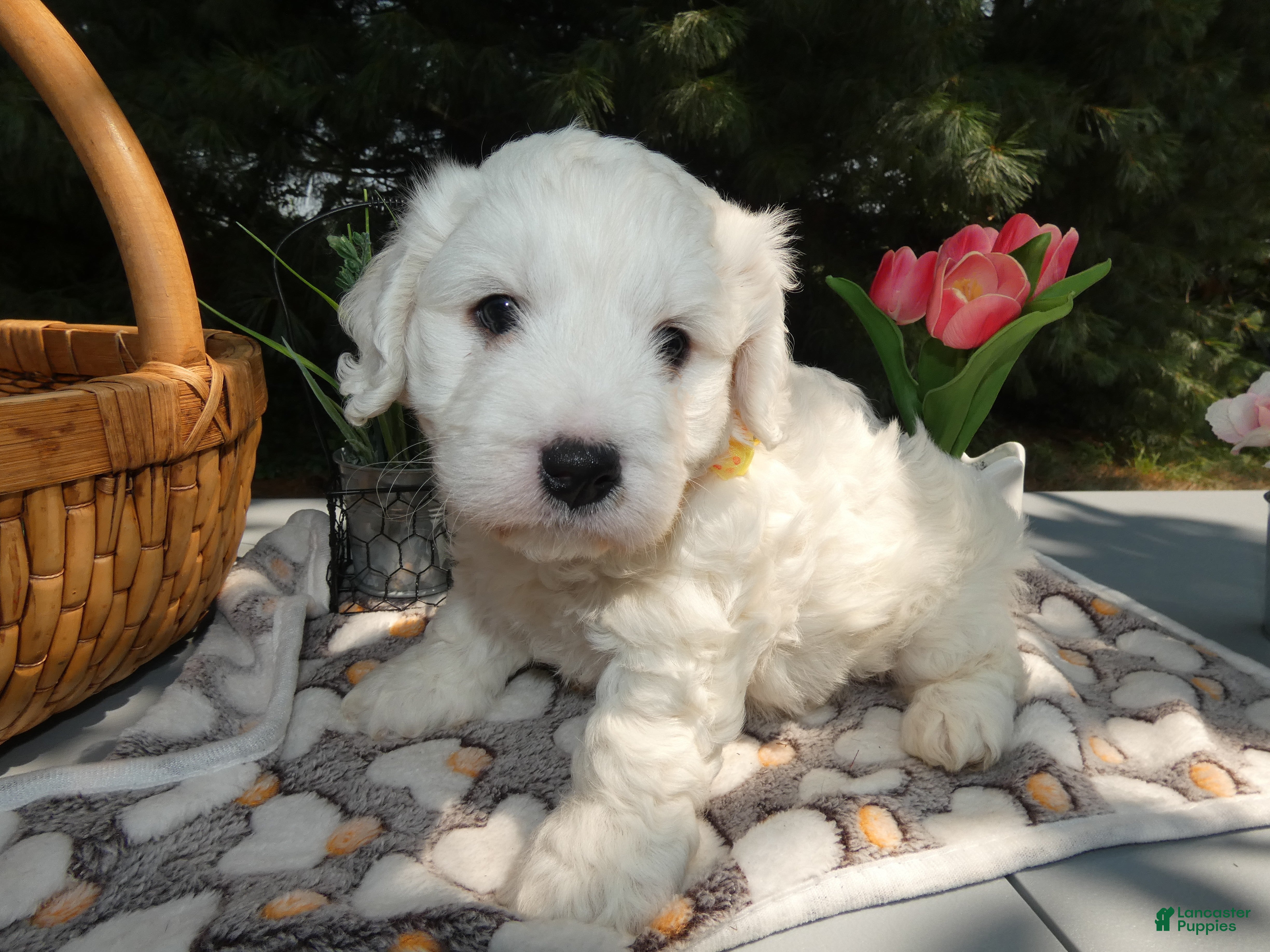 Mini Bernedoodle dogs Mini Bernedoodle 1 Ragan - Ad 28