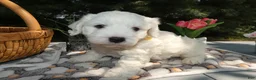 Mini Bernedoodle dogs for sale: Mini Bernedoodle 1 Ragan - Ad 1