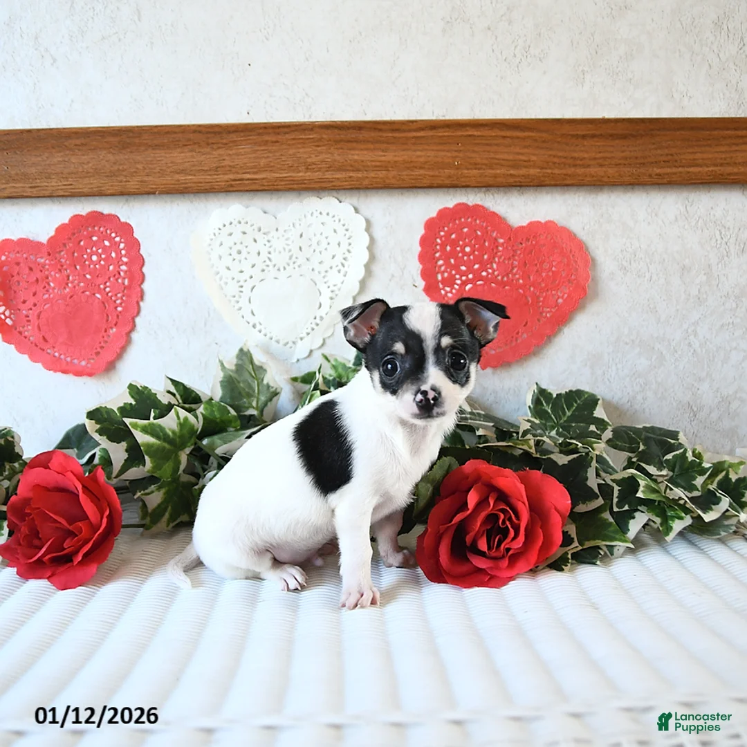 Chihuahua dogs for sale: Judson - Ad 4