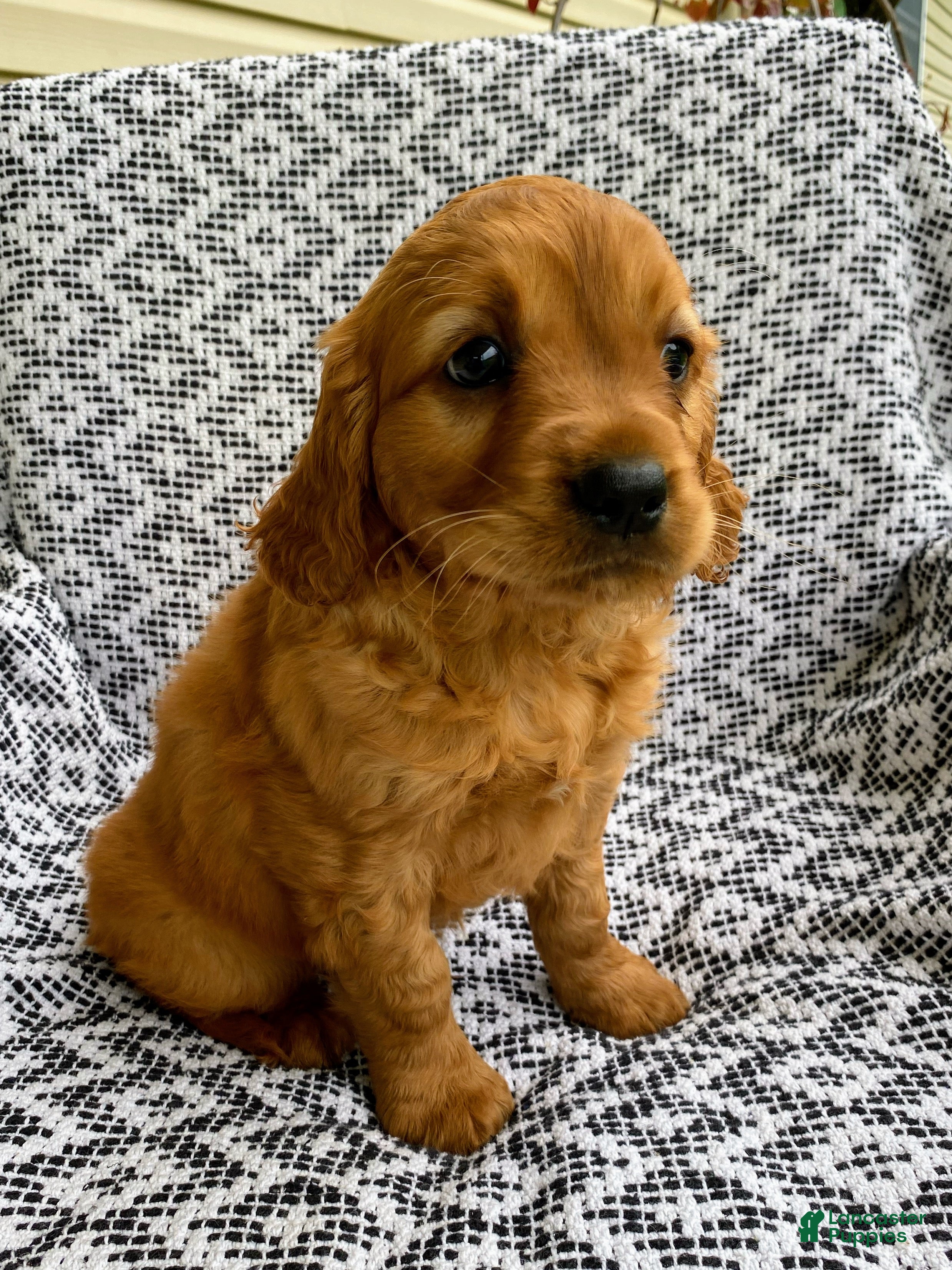 Miniature Golden Retriever dogs Max - Ad 2