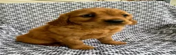 Miniature Golden Retriever dogs for sale: Max - Ad 2