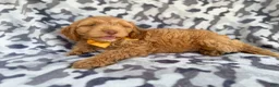 Cockapoo dogs for sale: Toby - Ad 6