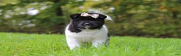 Akita dogs for sale: Skye - Ad 6