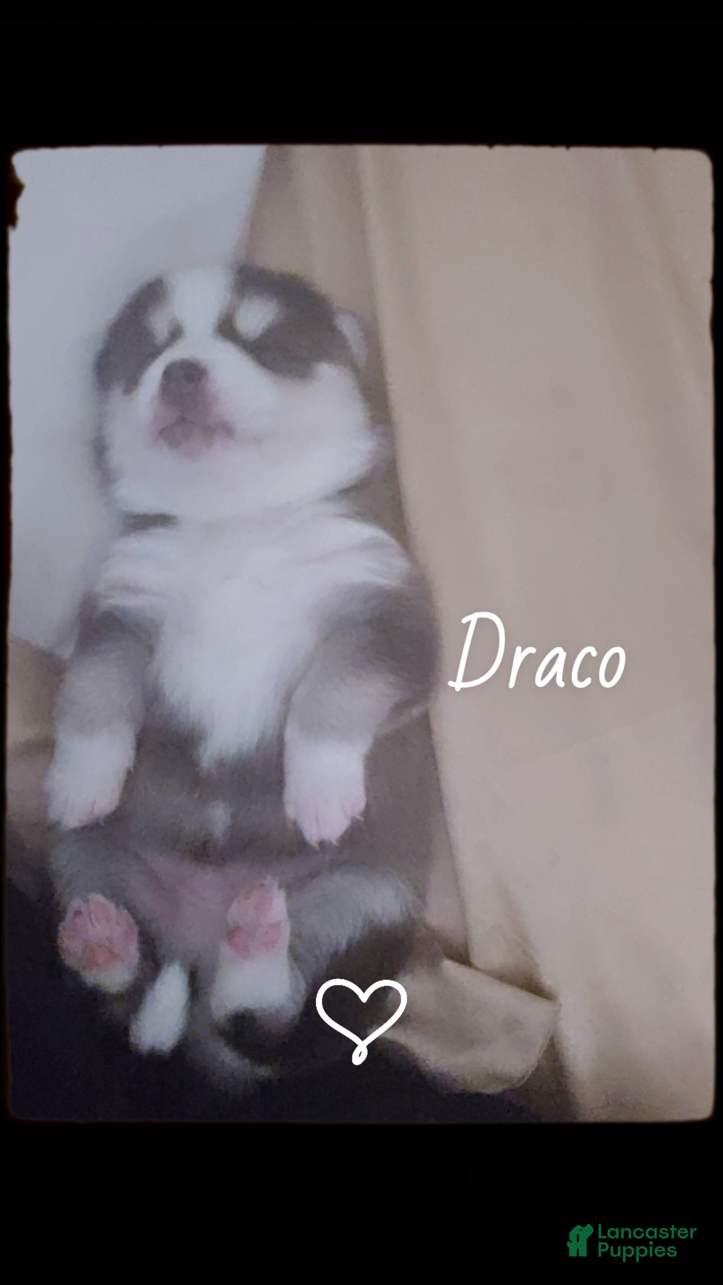 Pomsky dogs Draco  - Ad 37
