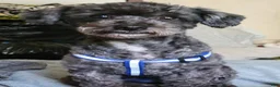 Cavapoochon dogs for sale: Cavapoochon 1 - Ad 9
