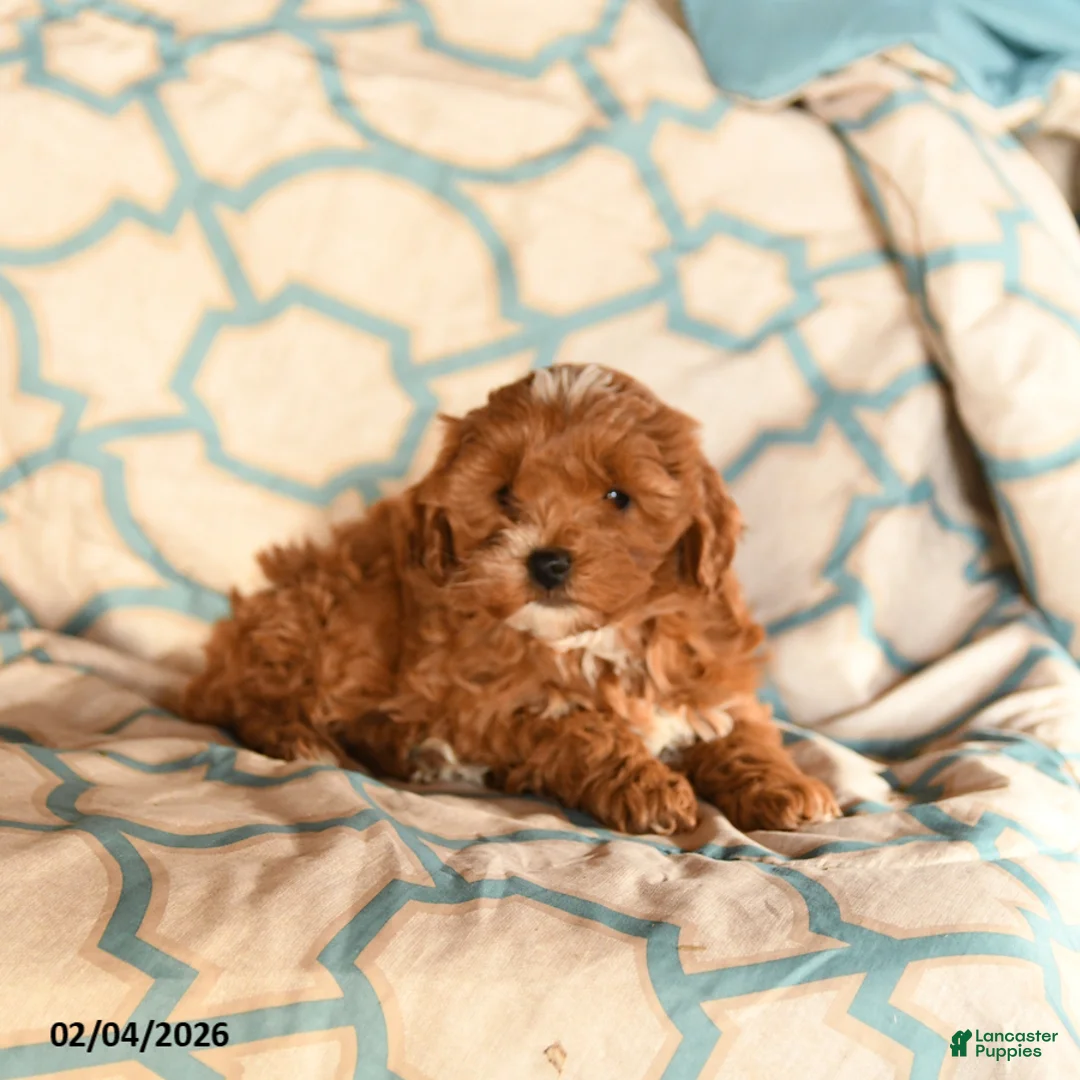 Cockapoo dogs for sale: Mindy - Ad 3