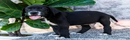 Great Dane dogs for sale: Davis - Ad 4
