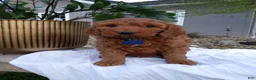 Mini Goldendoodle dogs for sale: Calvin F1b - Ad 6