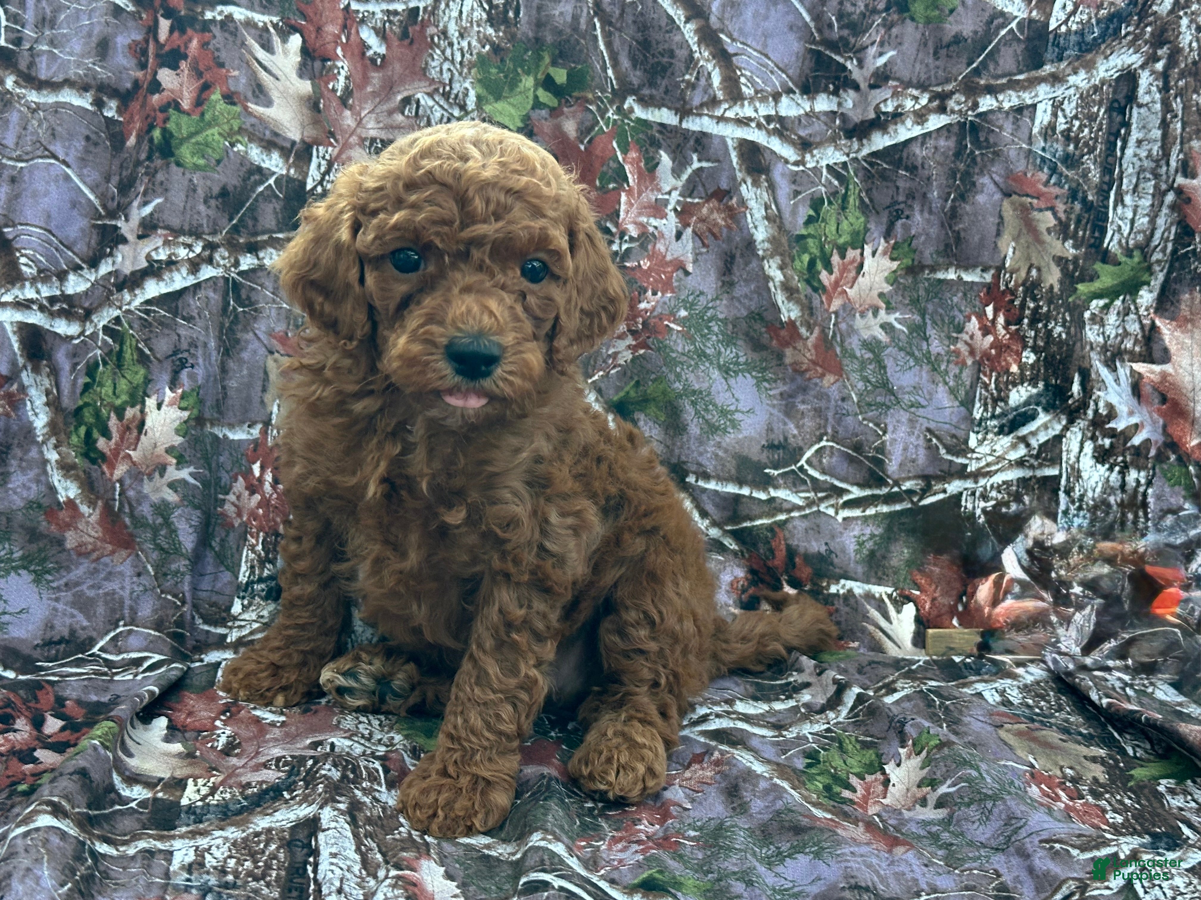 Cavapoo dogs Cavapoo 3 - Ad 1