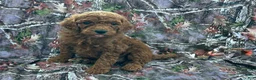 Cavapoo dogs for sale: Cavapoo 3 - Ad 1