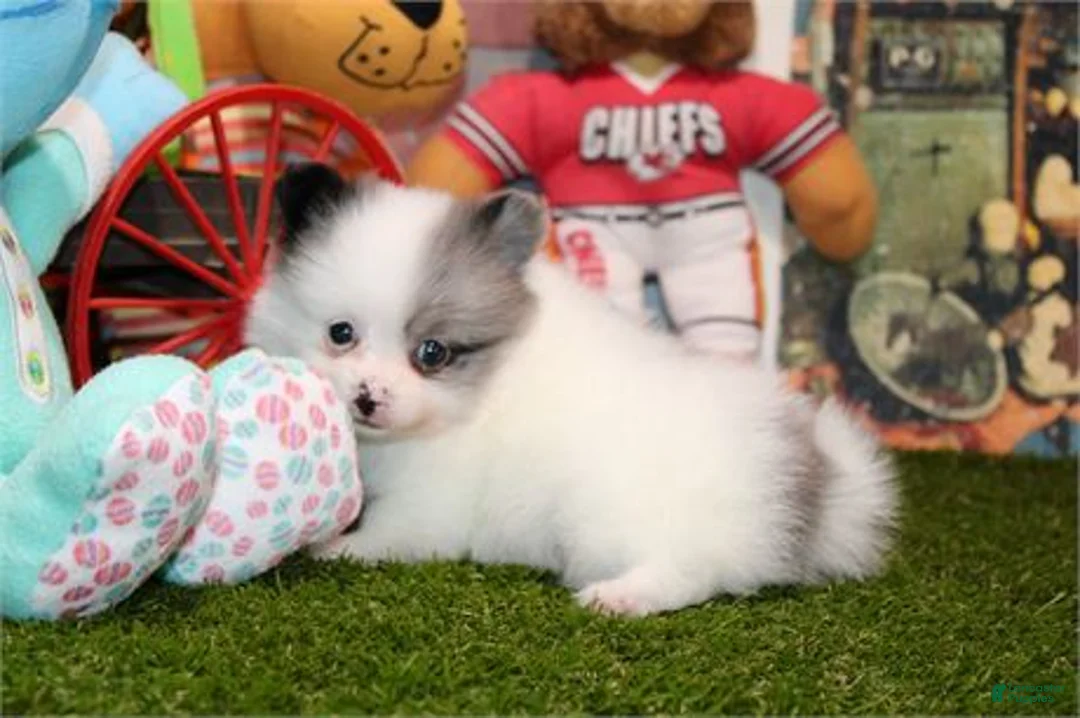 Pomeranian dogs for sale: Pomeranian Puppy 1 - Ad 1