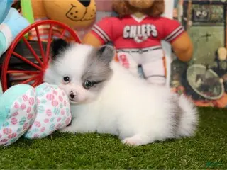 Pomeranian dogs Pomeranian Puppy 1 - Ad 15