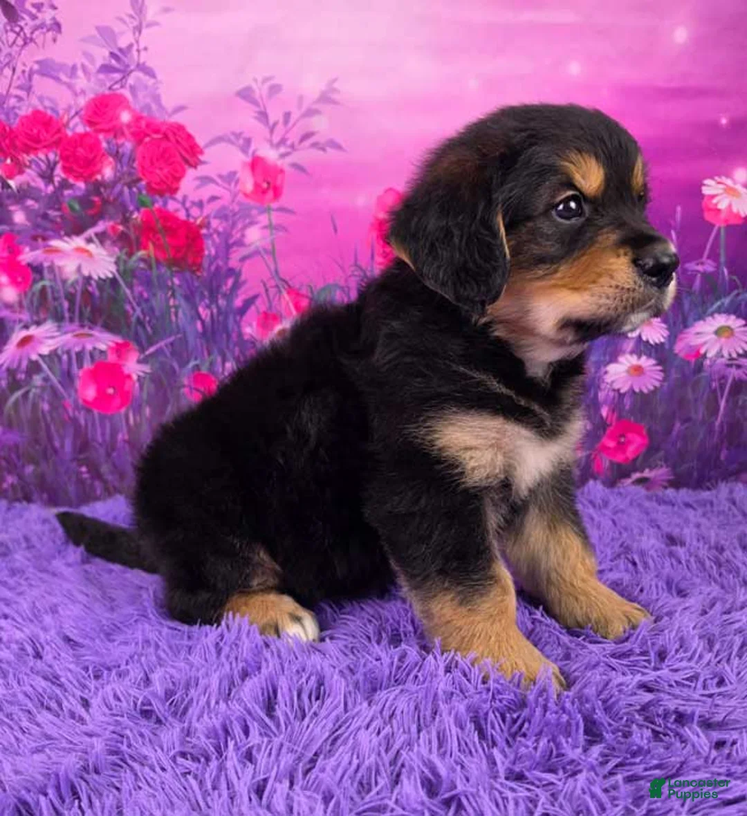 Mixed Breed dogs for sale: Ace - Ad 2