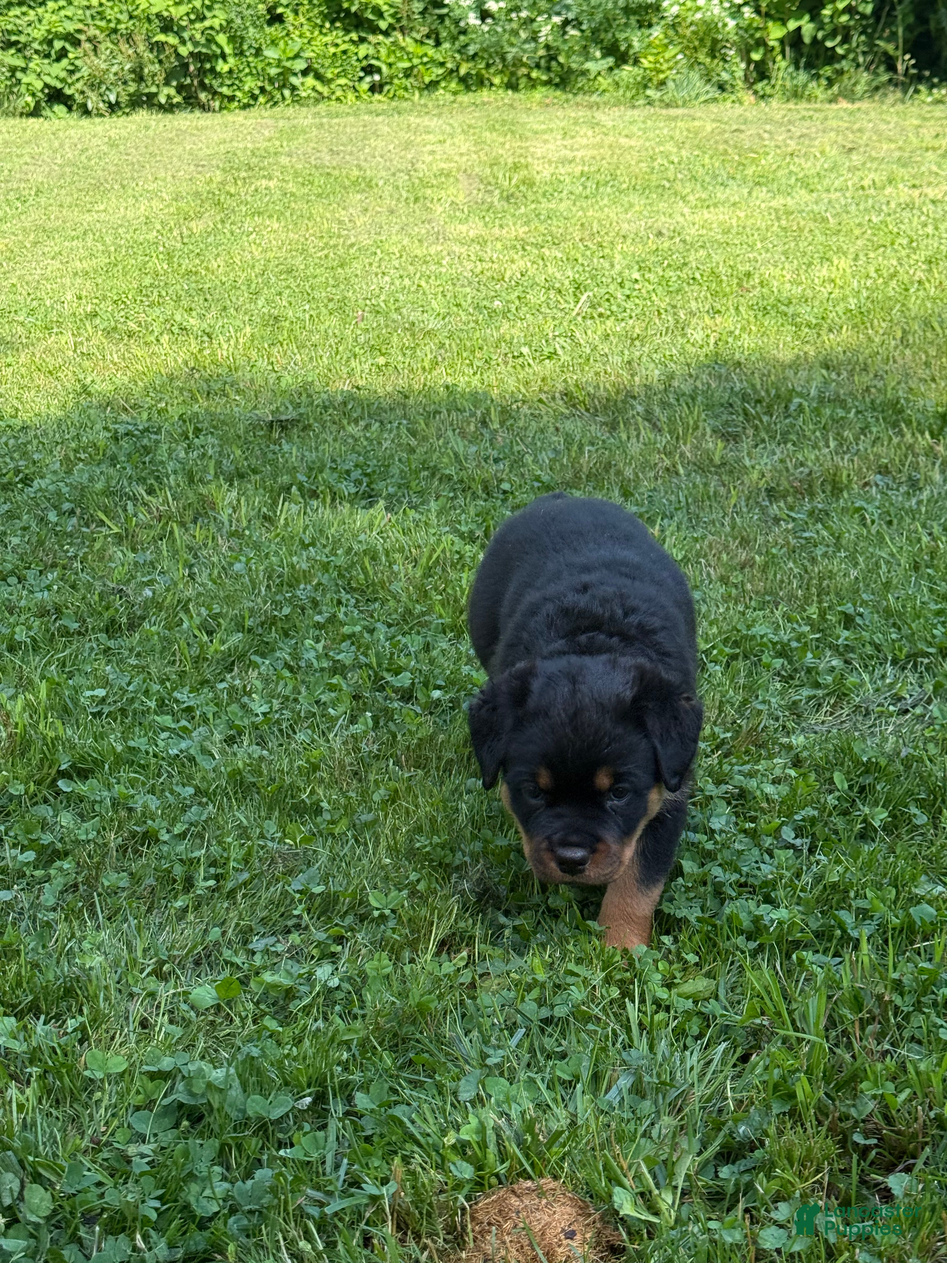Rottweiler dogs Female 1 - Ad 1