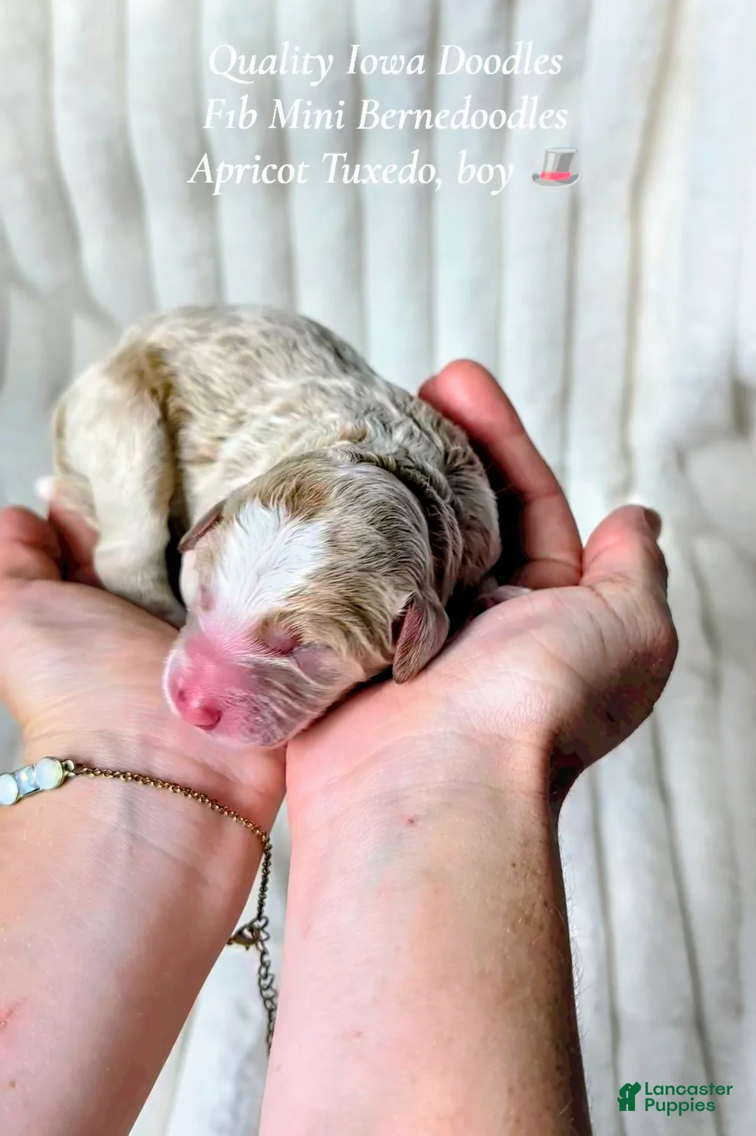 Bernedoodle dogs for sale: Bernedoodle 1 - Ad 1