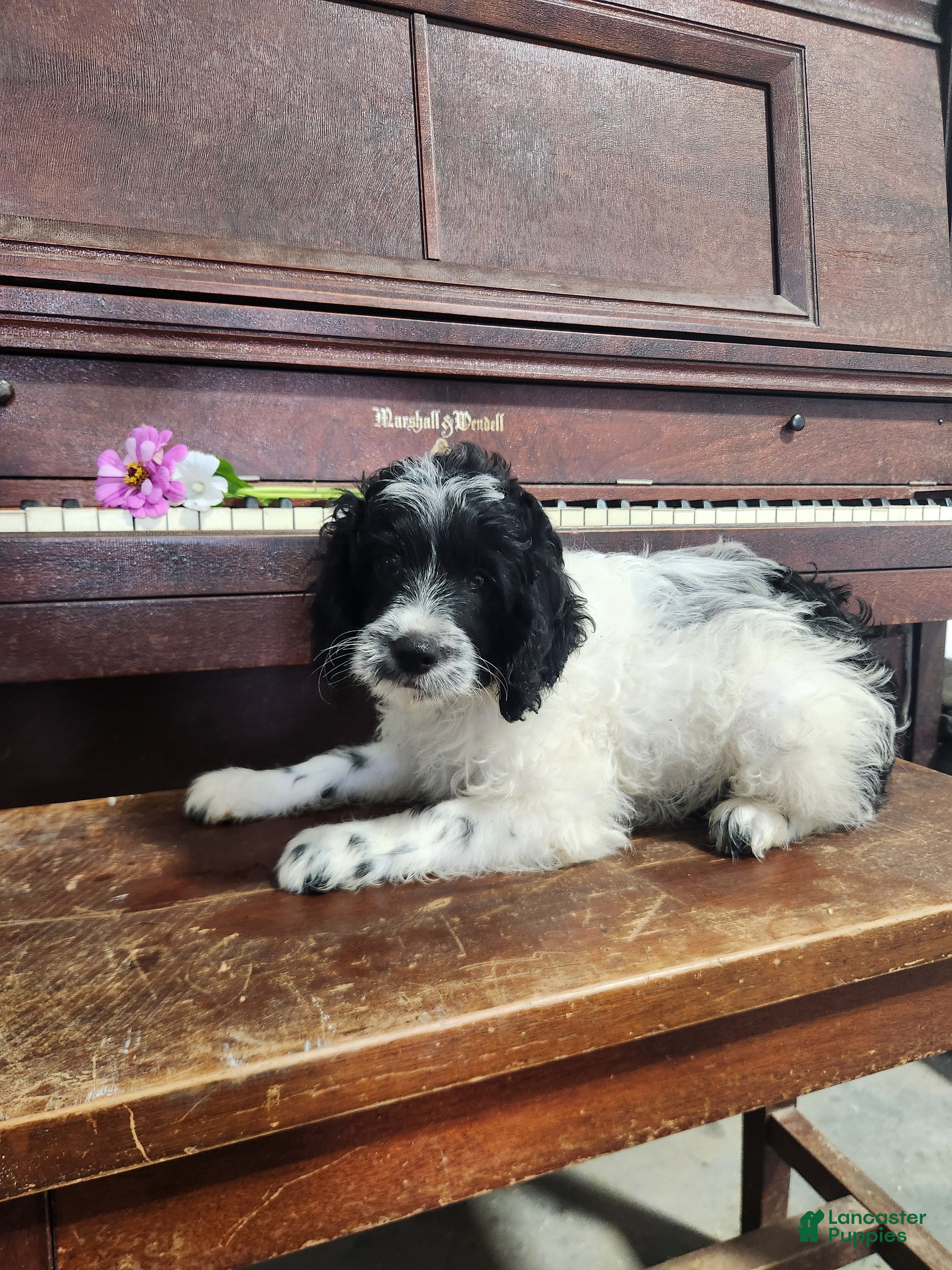 Cockapoo dogs Oreo - Ad 2