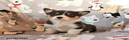 Welsh Corgi Pembroke dogs for sale: Georgia - Ad 4