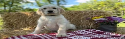 Labradoodle dogs for sale: Cannellini (Boy) - Ad 8