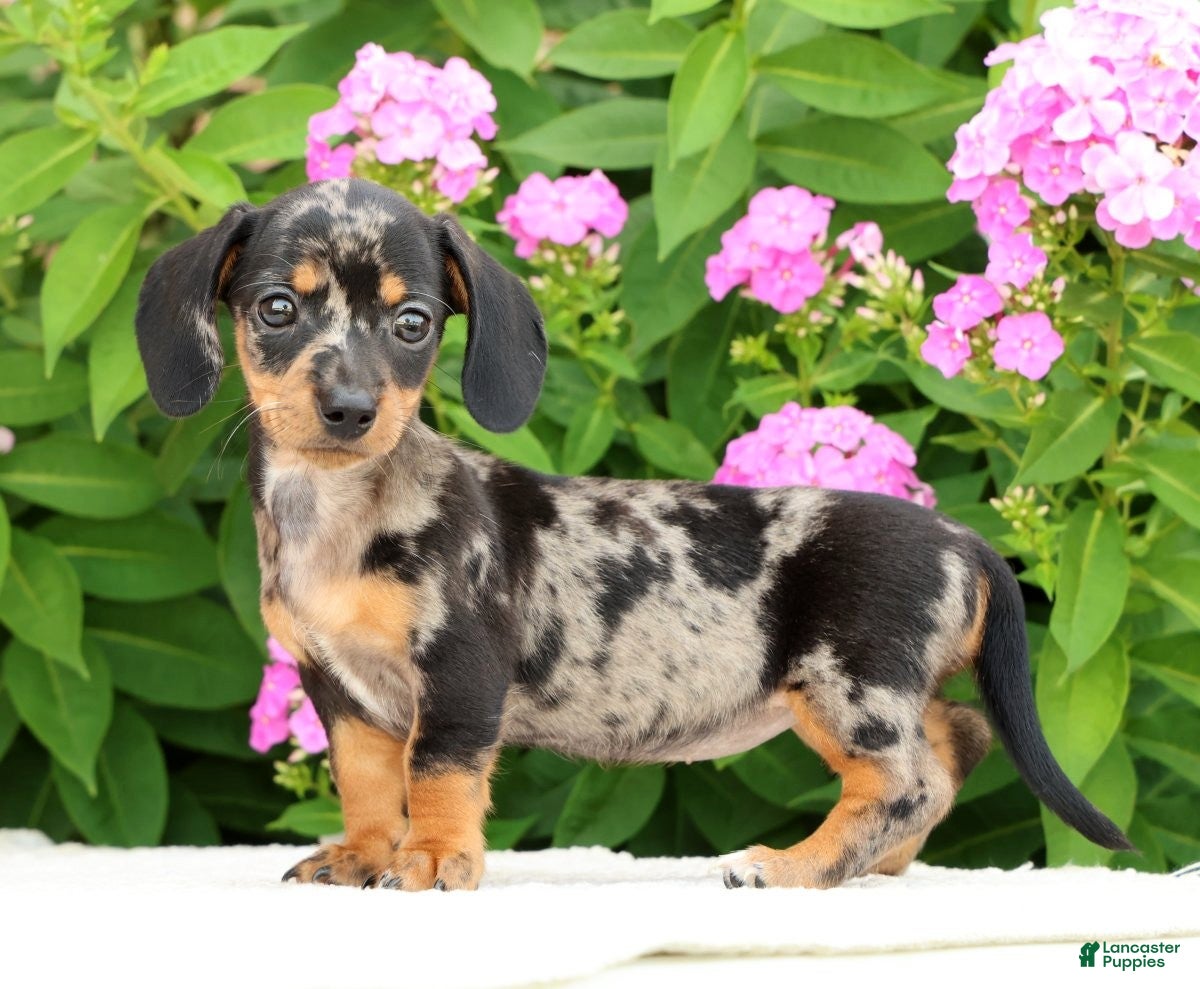 Miniature Dachshund dogs Jewel - Ad 2