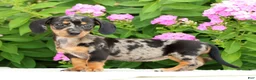 Miniature Dachshund dogs for sale: Jewel - Ad 2