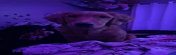 Golden Retriever dogs for sale: Cookie - Ad 5