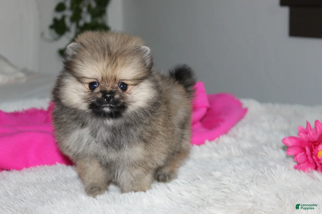 Pomeranian dogs for sale: Tiny Tessa - Ad 1