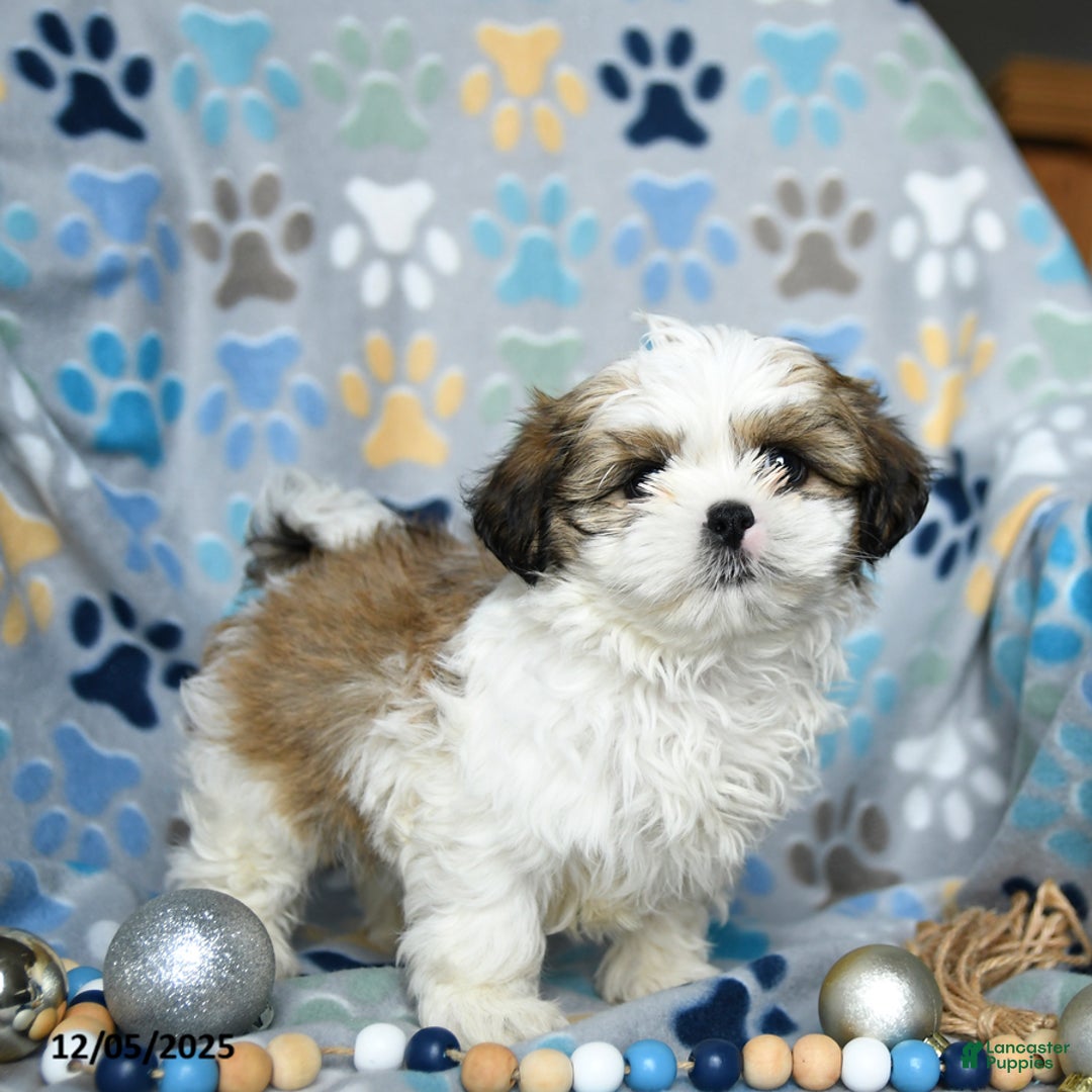 Shih Tzu dogs for sale: Jazz - Ad 4