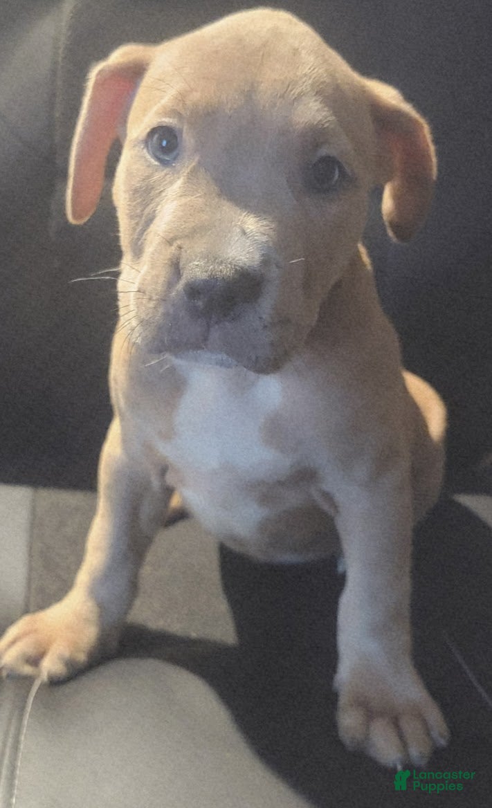 American Pit Bull Terrier dogs Peaches - Ad 12